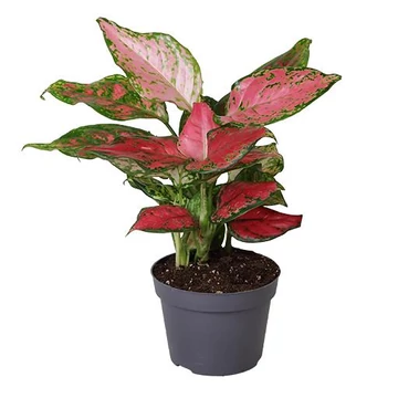 Aglaonema Red Zikon 