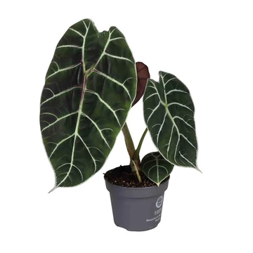 Alocasia Watsoniana Pride of cup