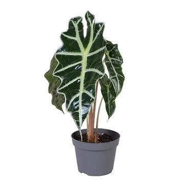 Alocasia Amazonica Dwarf 