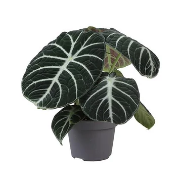 Alocasia Ninja 