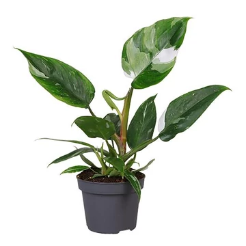 Philodendron White Princess