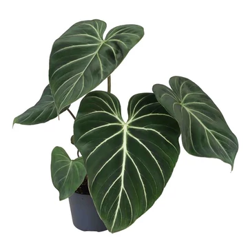 Philodendron Glorosum dark foam 