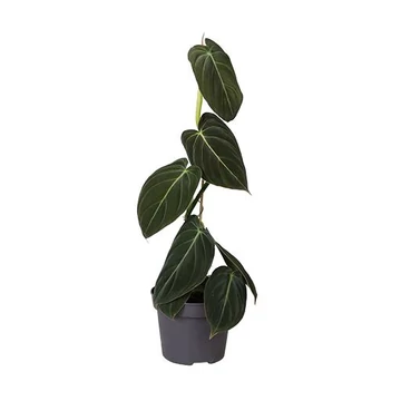 Philodendron Melanochrysum 