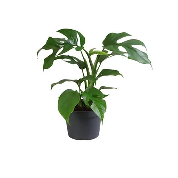 Philodendron Minima 