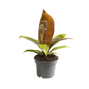 Philodendron Princess of Orange 