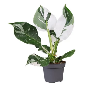 Philodendron White Wizard 