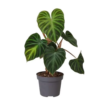 Philodendron Verrucosum 