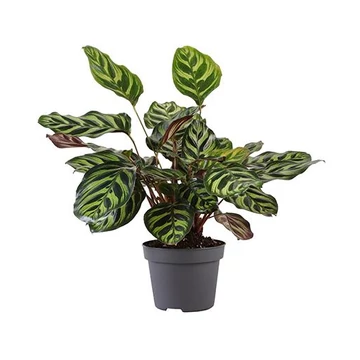 Calathea Makoyana