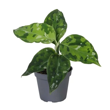 Rákvirág - Aglaonema pictum tricolor növény cserépben. Moon flower webshop