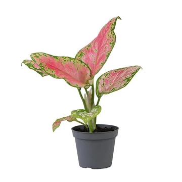 Aglaonema Red Valentine baby