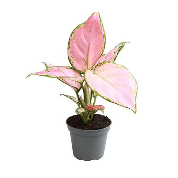 Aglaonema Zirkon baby