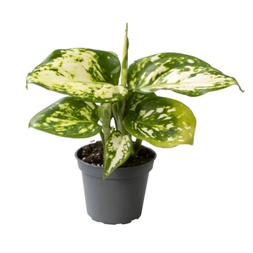 Aglaonema Snowflake baby