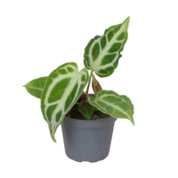 Anthurium Crystal Hope baby