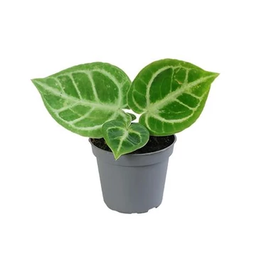 Anthurium Dorayaki baby