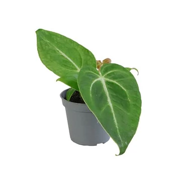 Anthurium Magnificum baby