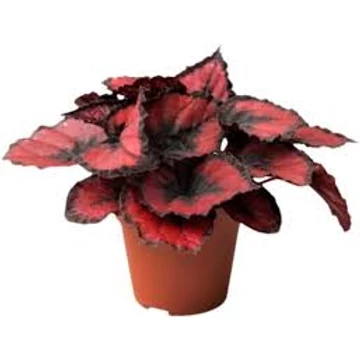 Begonia Rex