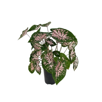 Caladium Pink Splash 