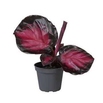 Calathea Crimson baby