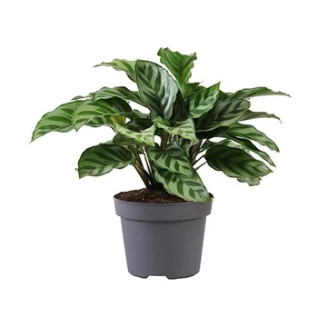 Calathea Freddie