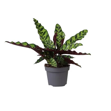 Calathea Lancifolia