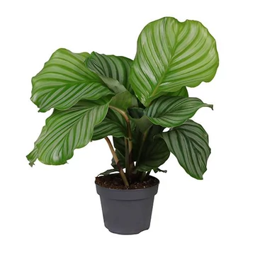 Calathea Orbifolia