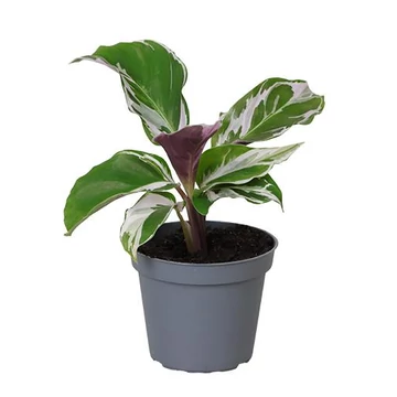 Calathea White Miracle baby