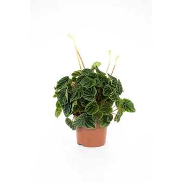 Peperomia Lilian