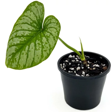 Philodendron Mamei baby