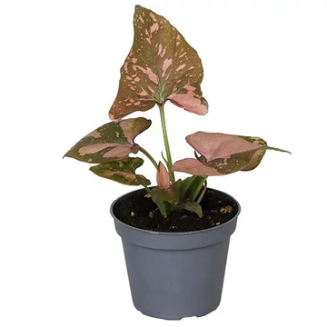 Syngonium Pink Splash Baby 