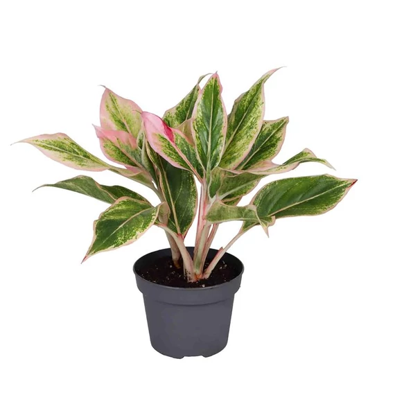 Aglaonema Lipstick pink 