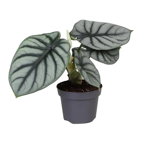 Alocasia Silver dragon 