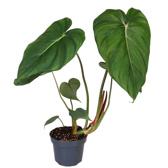 Philodendron McDowell