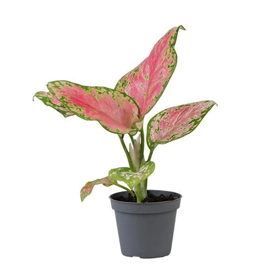 Aglaonema Red Valentine baby