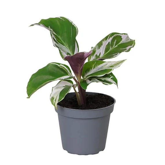 Calathea White Miracle baby