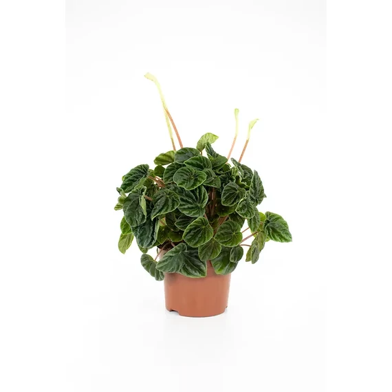 Peperomia Lilian