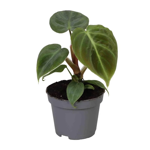 Philodendron El Choco Red baby