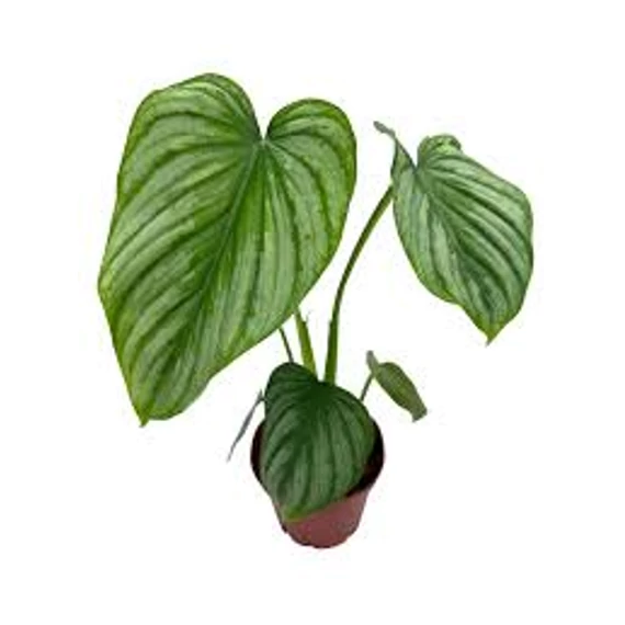 Philodendron  Mamei 